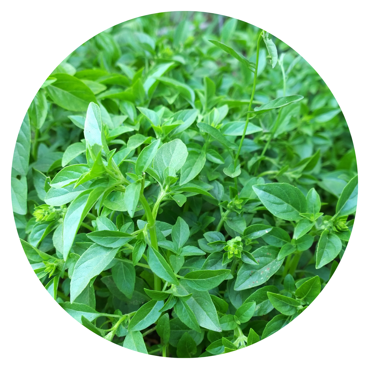 Haariges Basilikum ใบแมงลัก