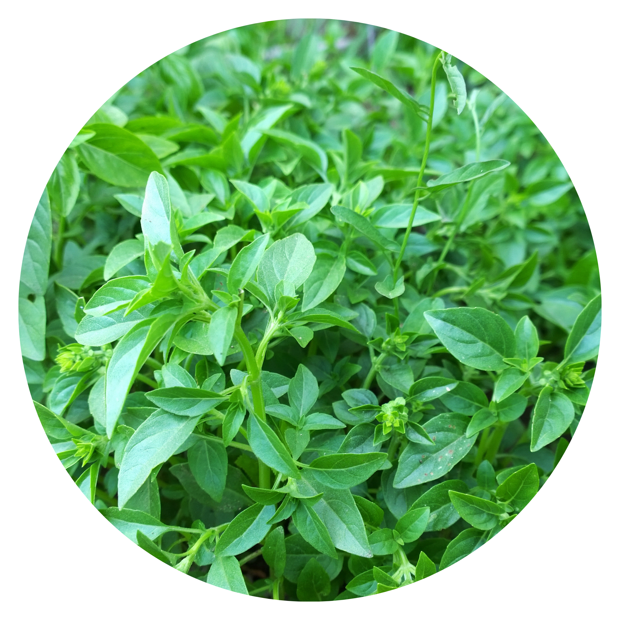 Haariges Basilikum 100 g ใบแมงลัก