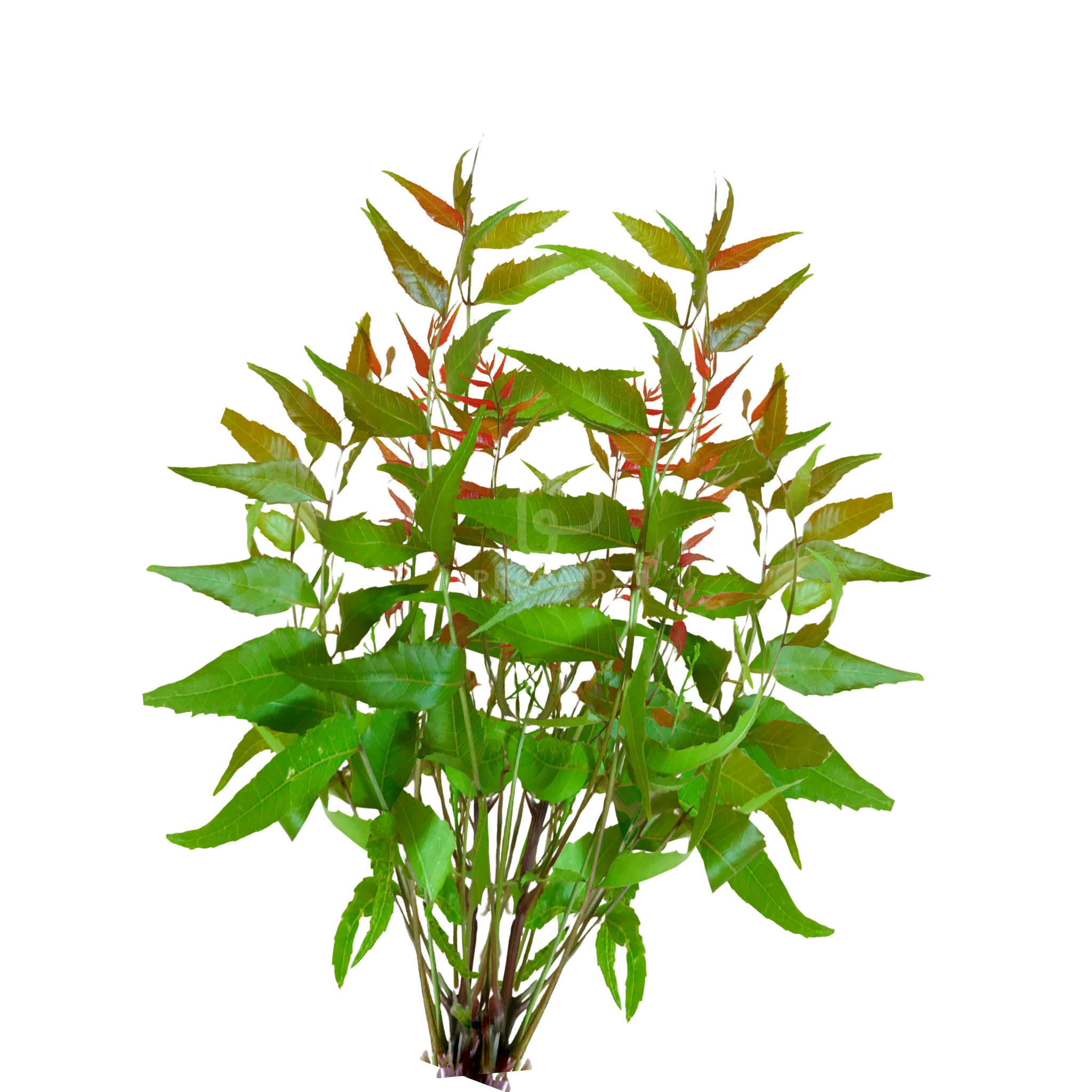 Magrosa Leaves 100 g ใบสะเดาสด