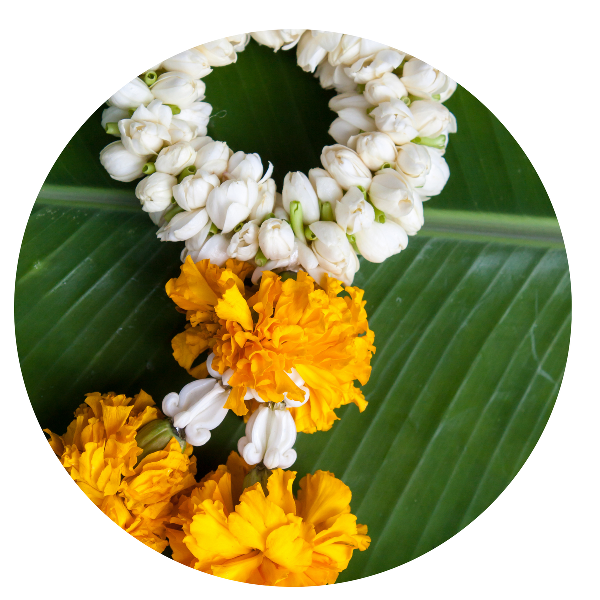 Jasmine Mali Garland (พวงมาลัย ดอกมะลิ) 60 Gram