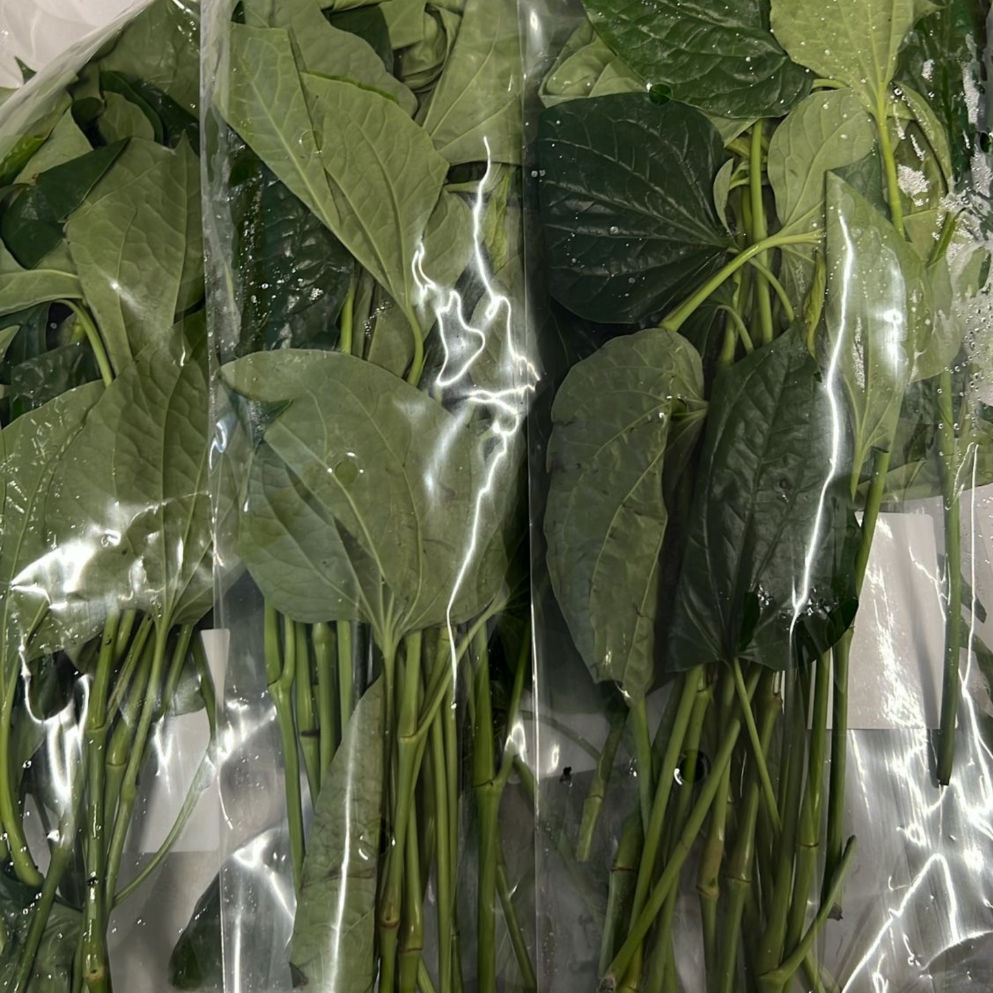 Cha Plu Leaves 100 grams ใบชะพลู