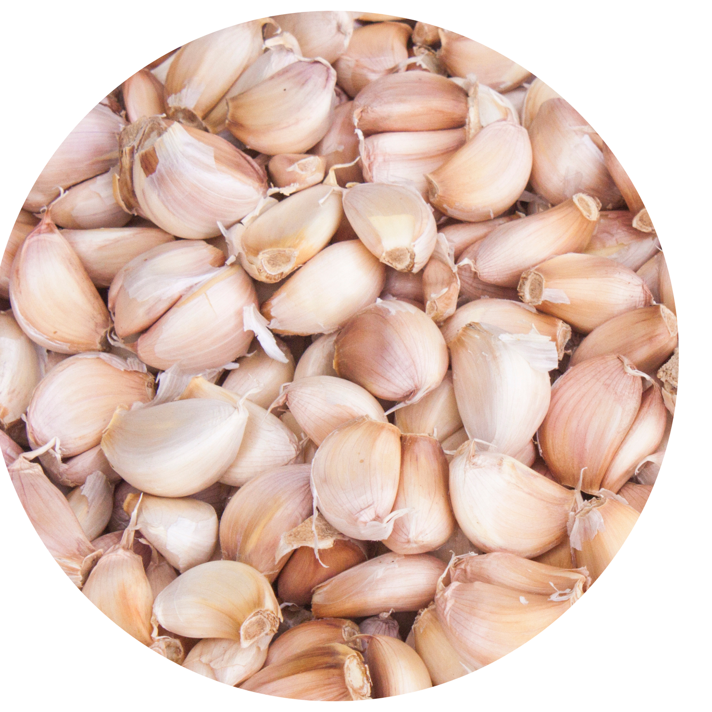 Thai-Knoblauch กระเทียมไทย
