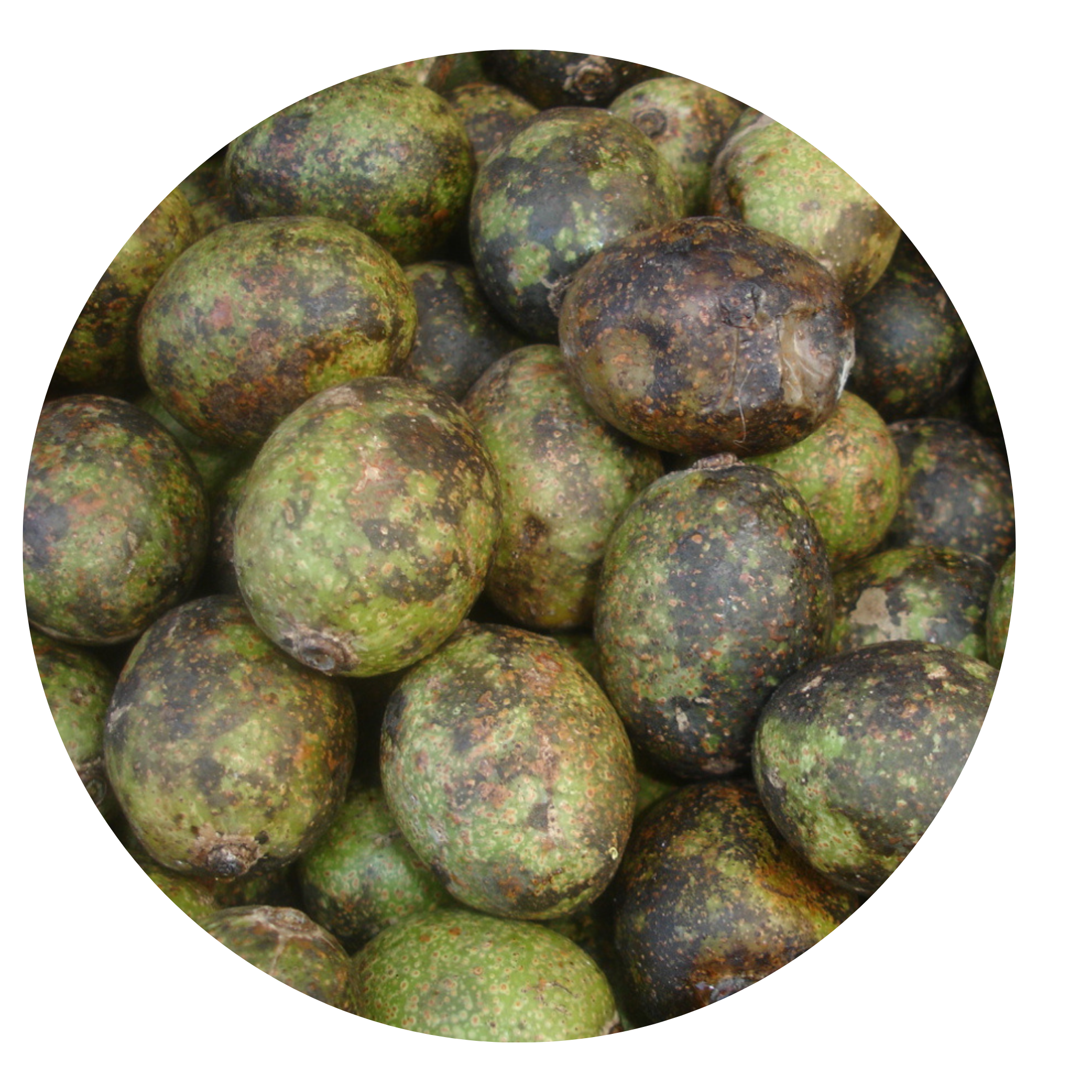 Hog Plum for Cooking มะกอก ใส่ส้มตำ สด 100 g