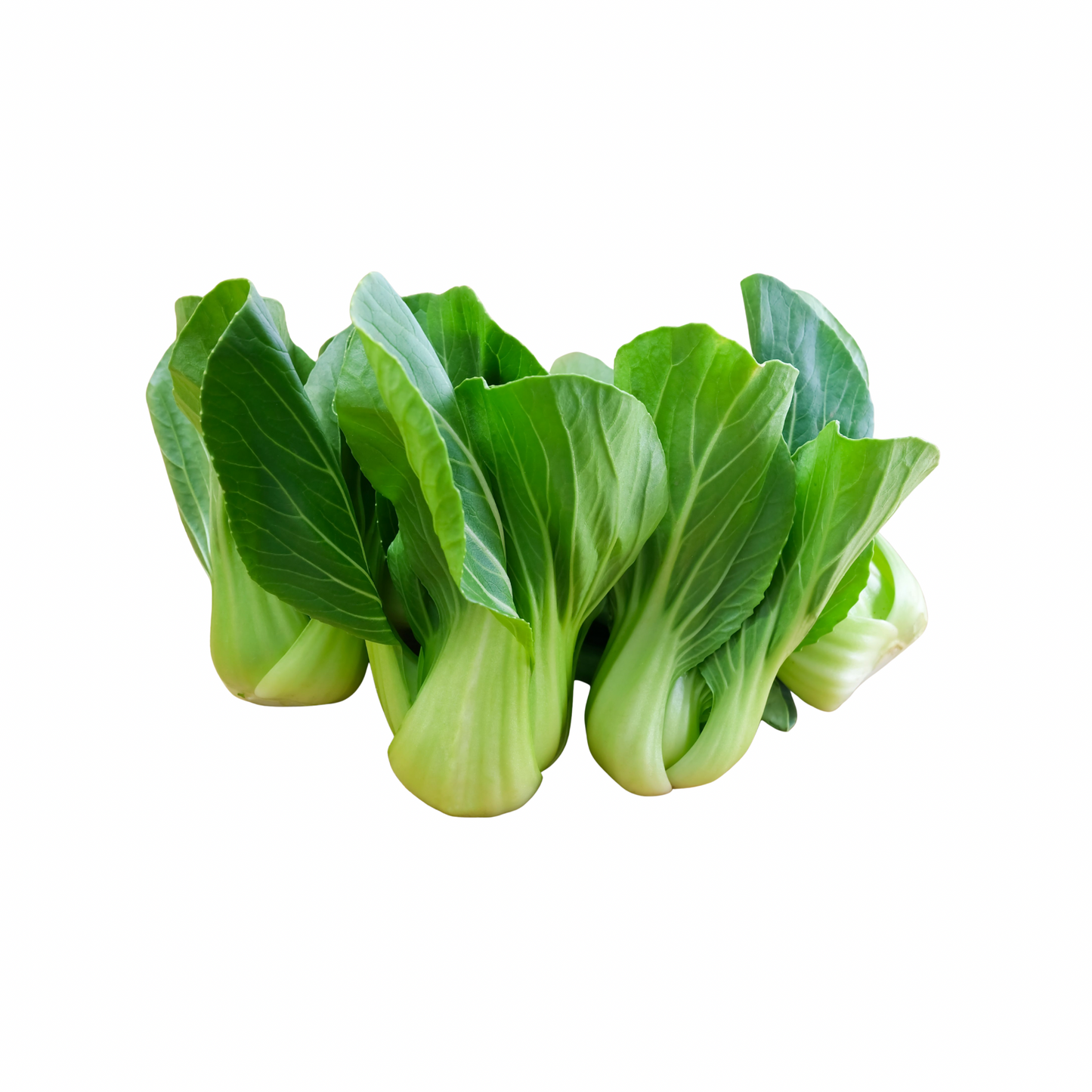 Bok Choi Pak Choi กวางตุ้งฮ่องเต้ กวางตุ้งไต้หวัน 500 Gram