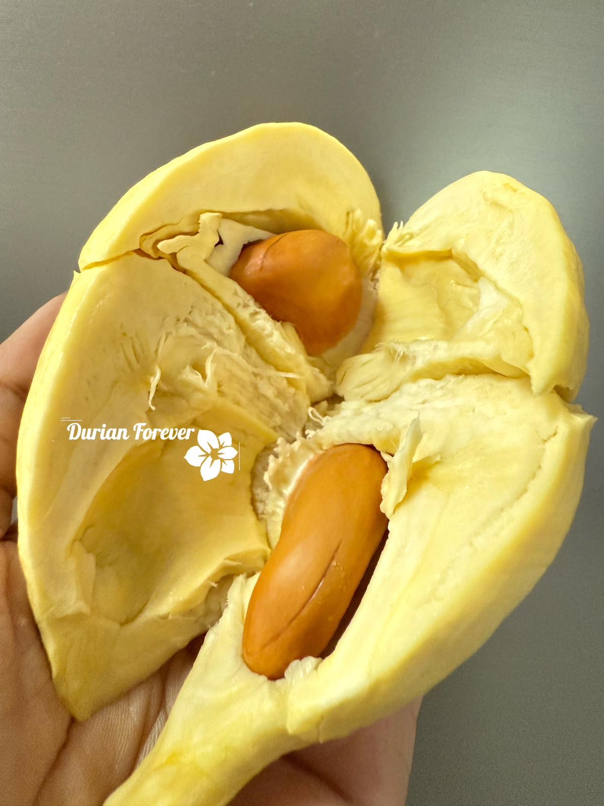 Premium Peeled Durian in Tray 500 g (Kühlware) ทุเรียน หมอนทอง ไทย พรีเมี่ยม