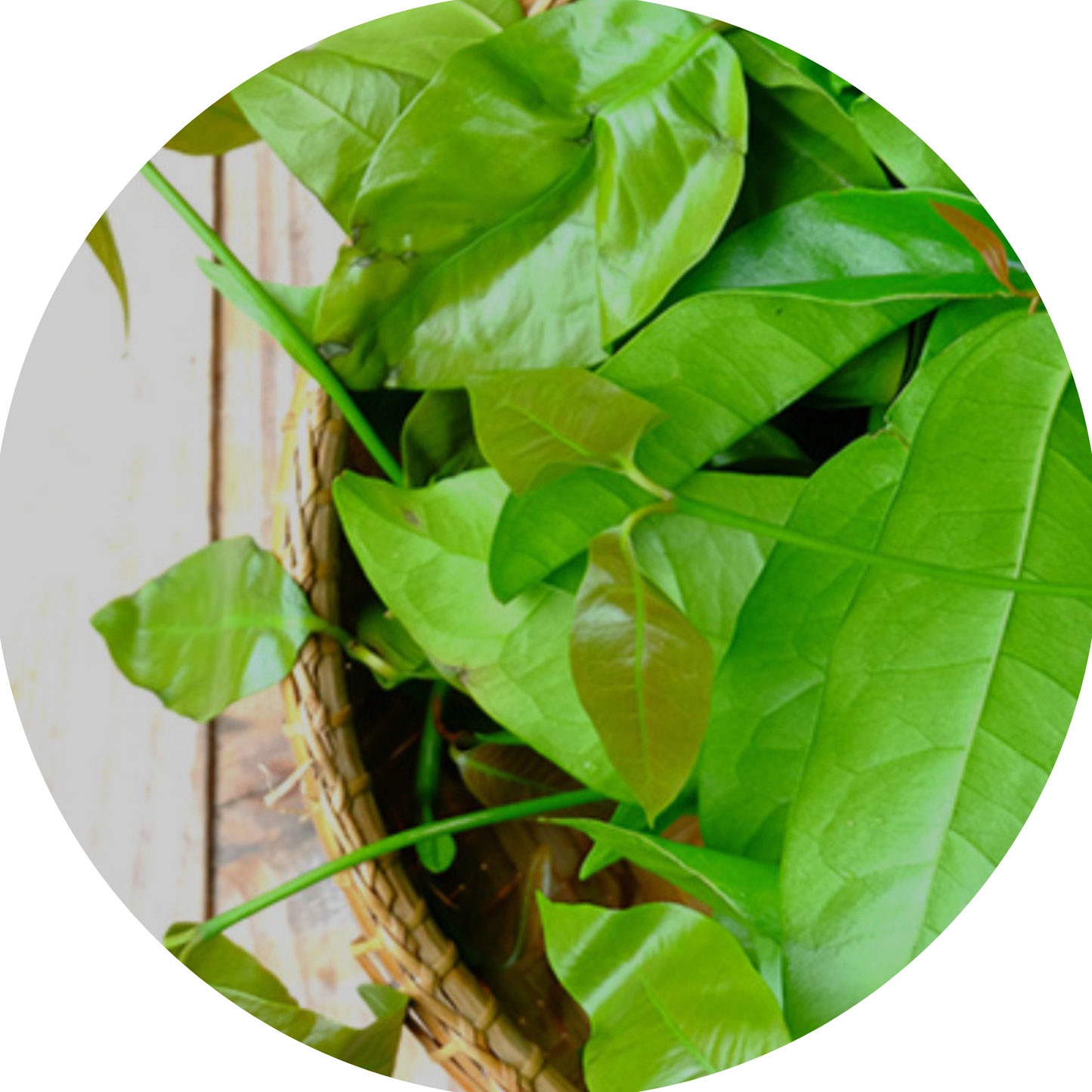 Melientha-Blätter Pak Liang ใบเหลียง 100 g