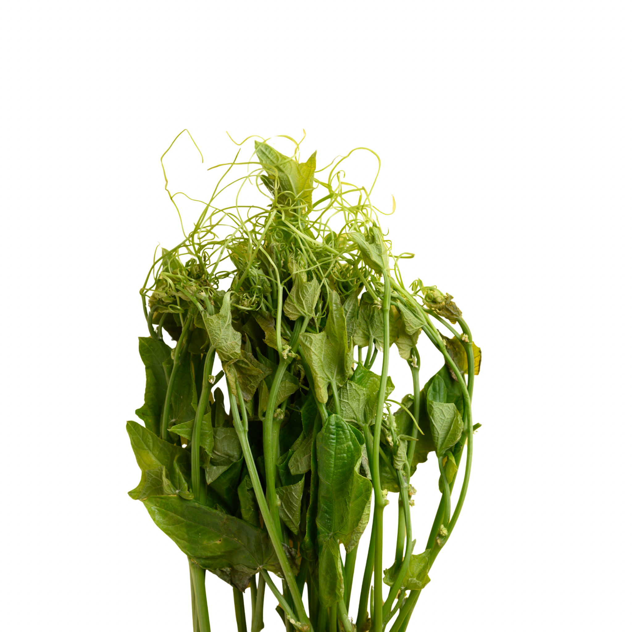 Chayote Shoot ยอดฟักแม้ว 200 g