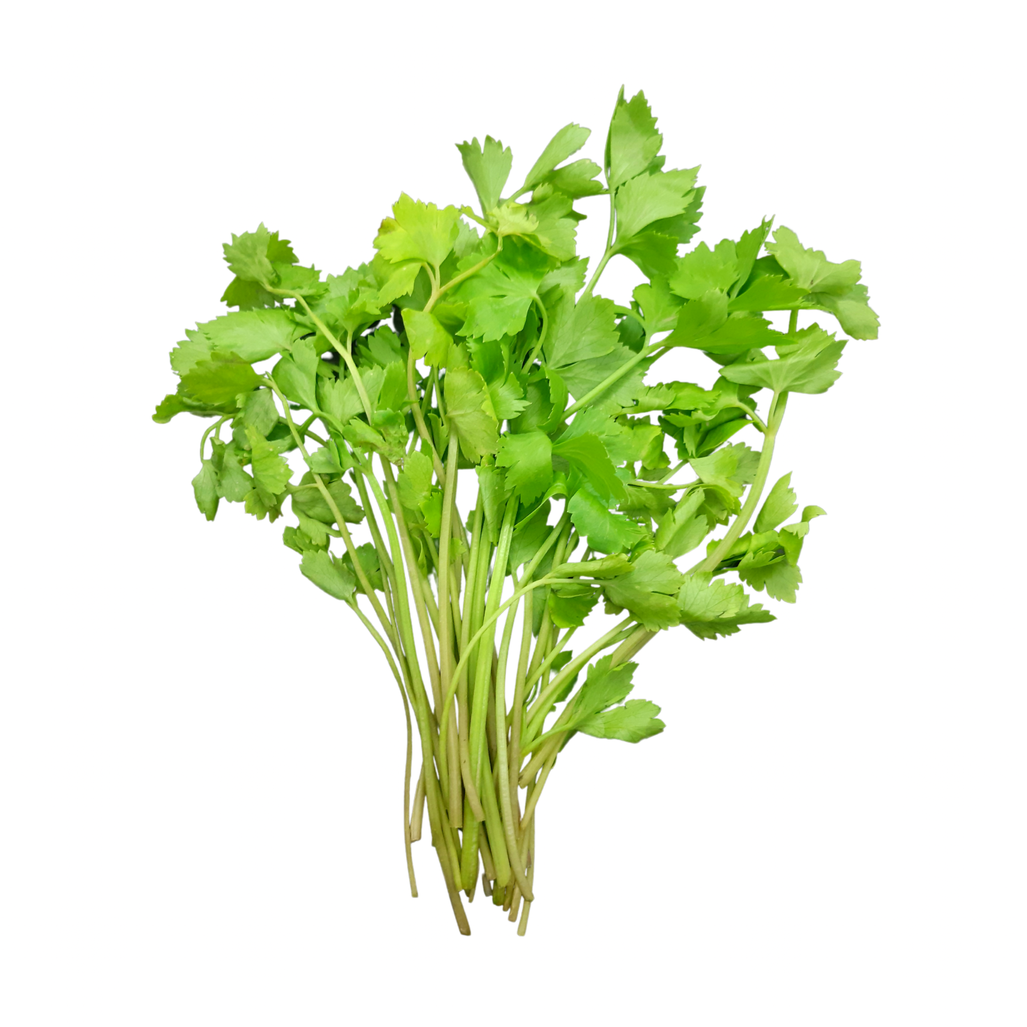 Thai Celery คื่นฉ่ายไทย (ตั้งโอ๋) 100 grams