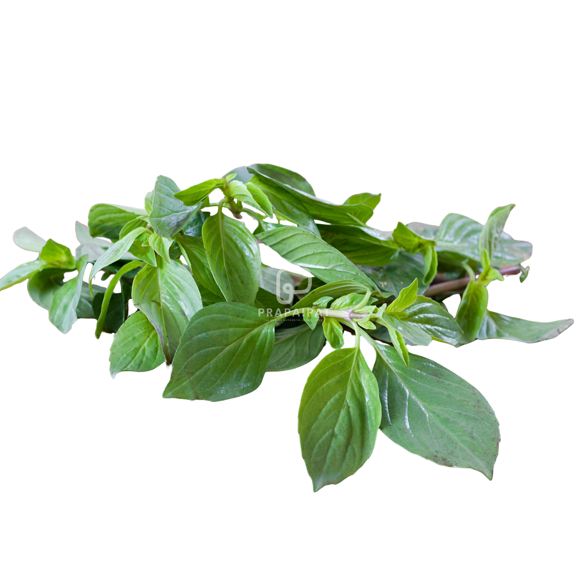 Sweet Basil Holapa / Basil leaves 100 g