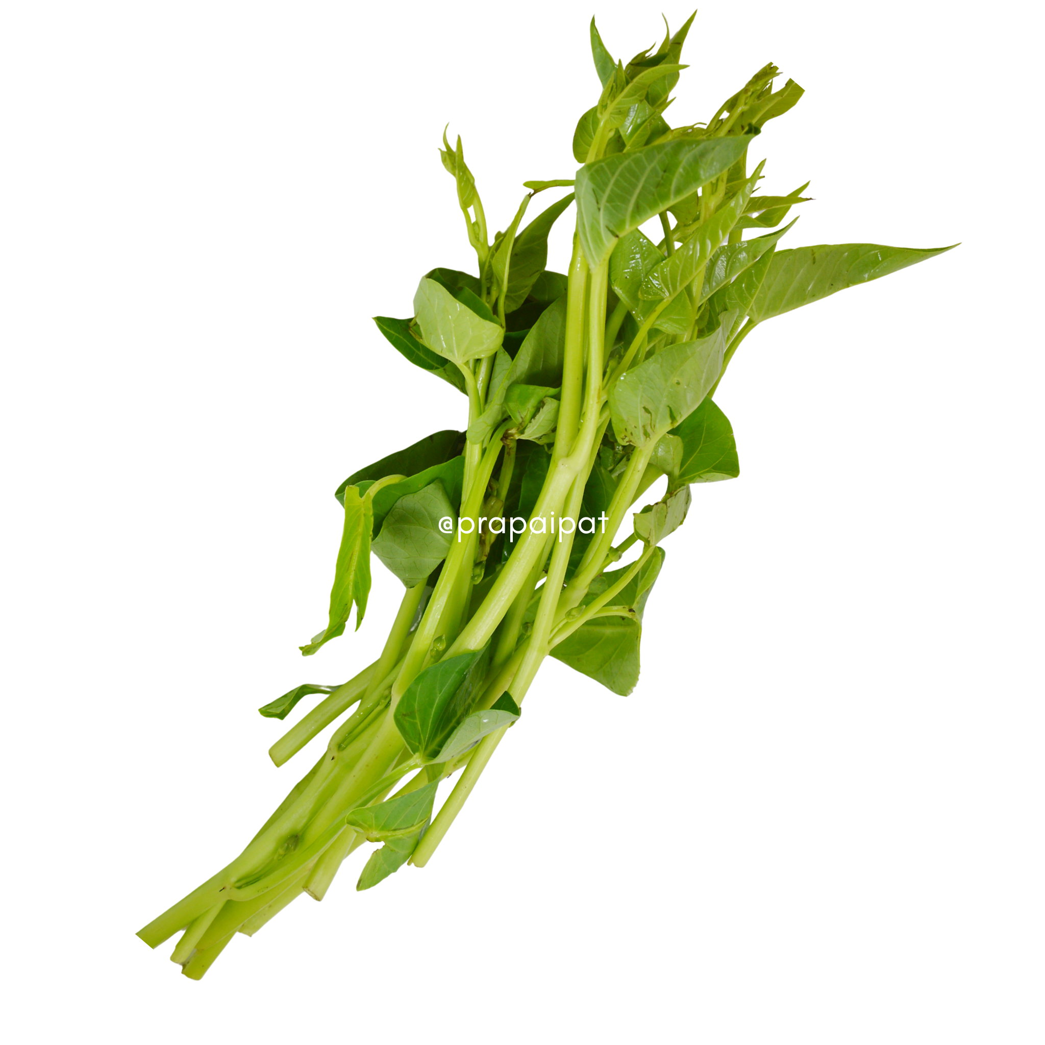 Thai Morning Glory 200 g āļāļąāļāļāļļāđāļāđāļāļĒ