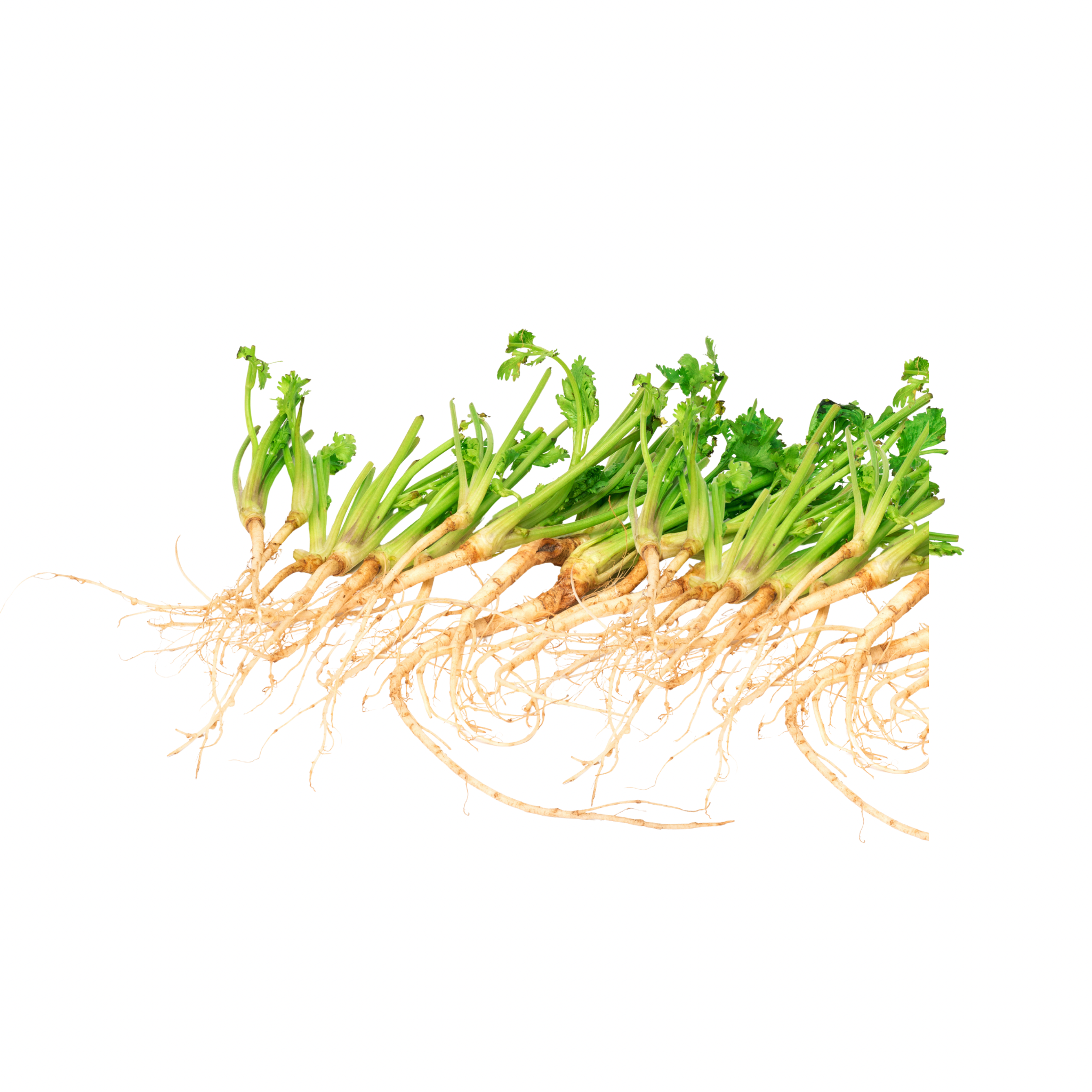 Thai Coriander "ONLY ROOT" รากผักชี ไทย 100 กรัม