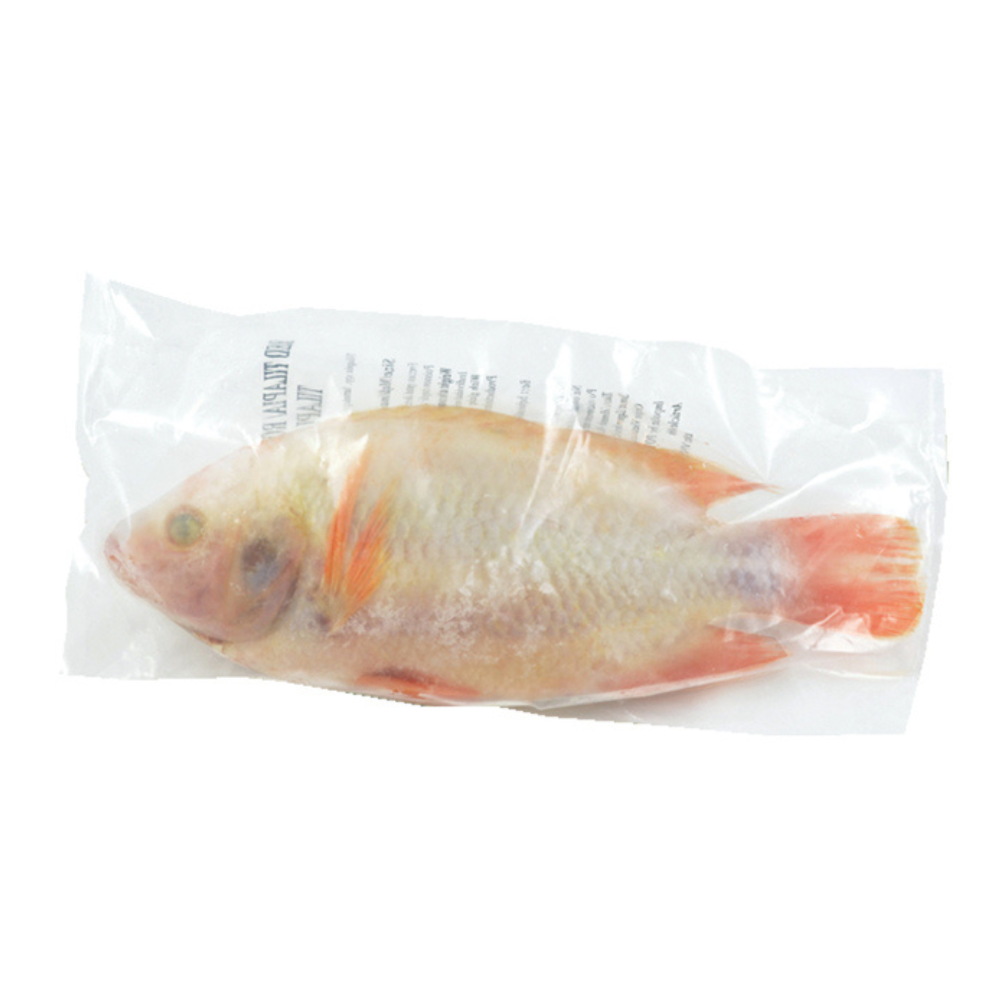 Roter Buntbarsch ca. 800-900 g ปลาทับทิม