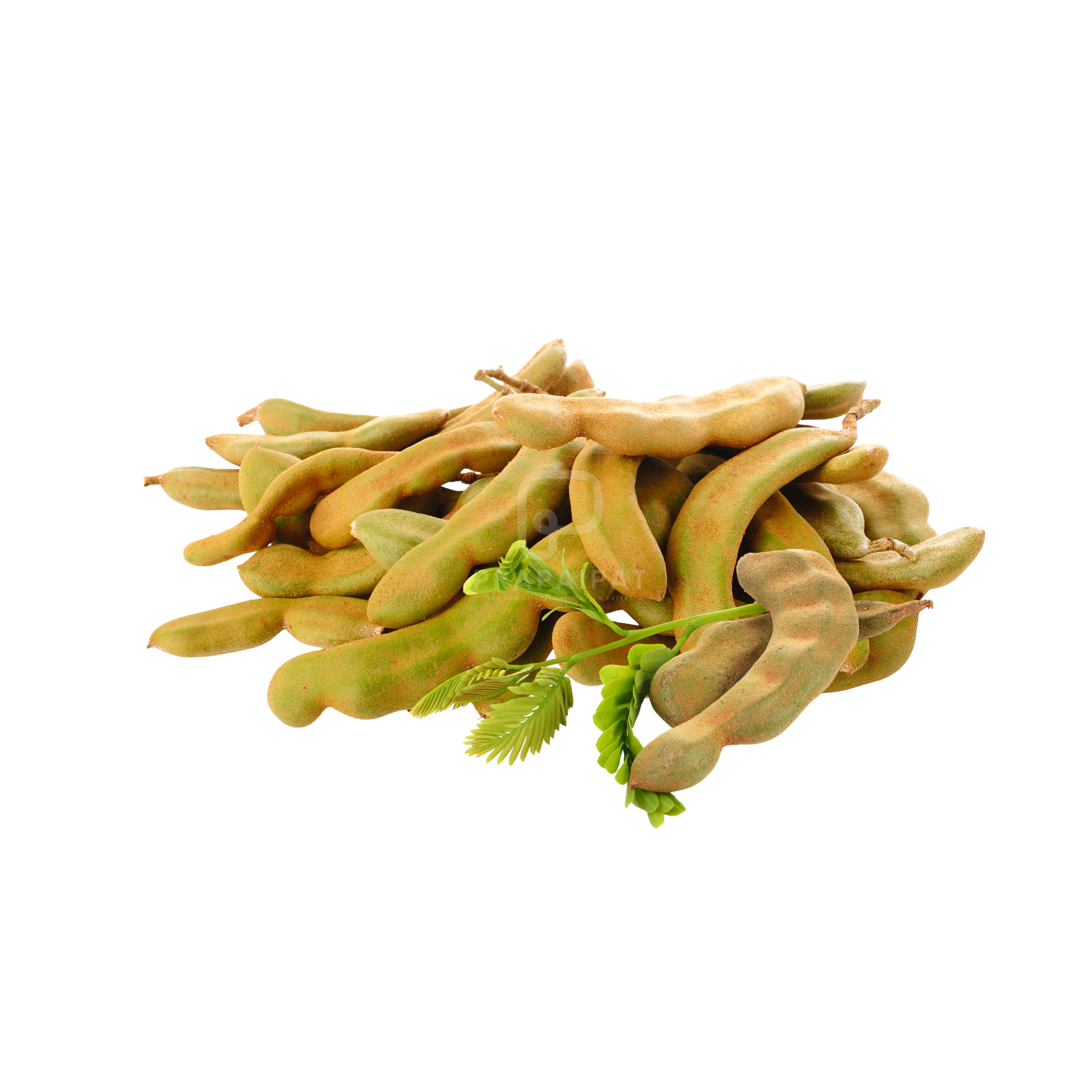 Young Tamarind มะขามอ่อน 100g