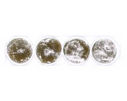 ROYAL FAMILY - MOCHI MINI - 40 g โมจิ ชาเขียว