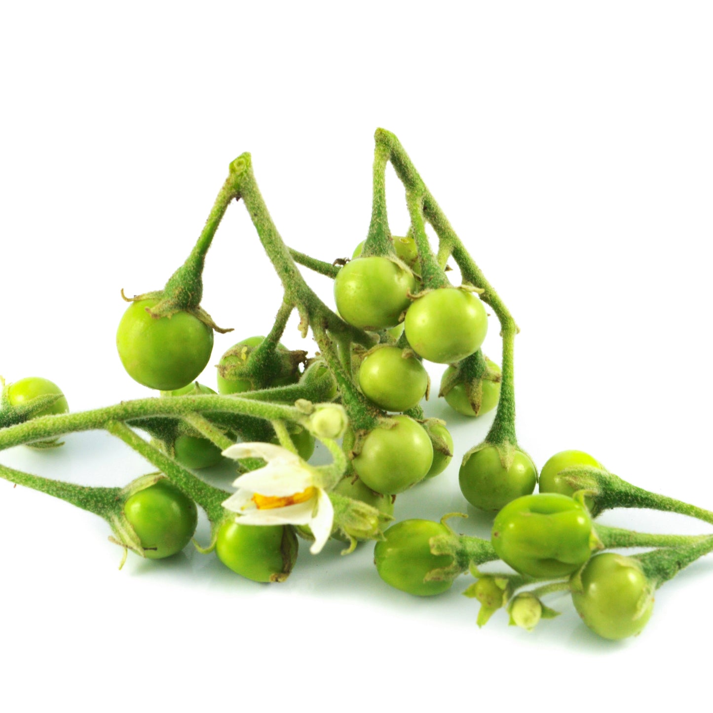 Eggplant Green Small มะเขือพวง 100 กรัม
