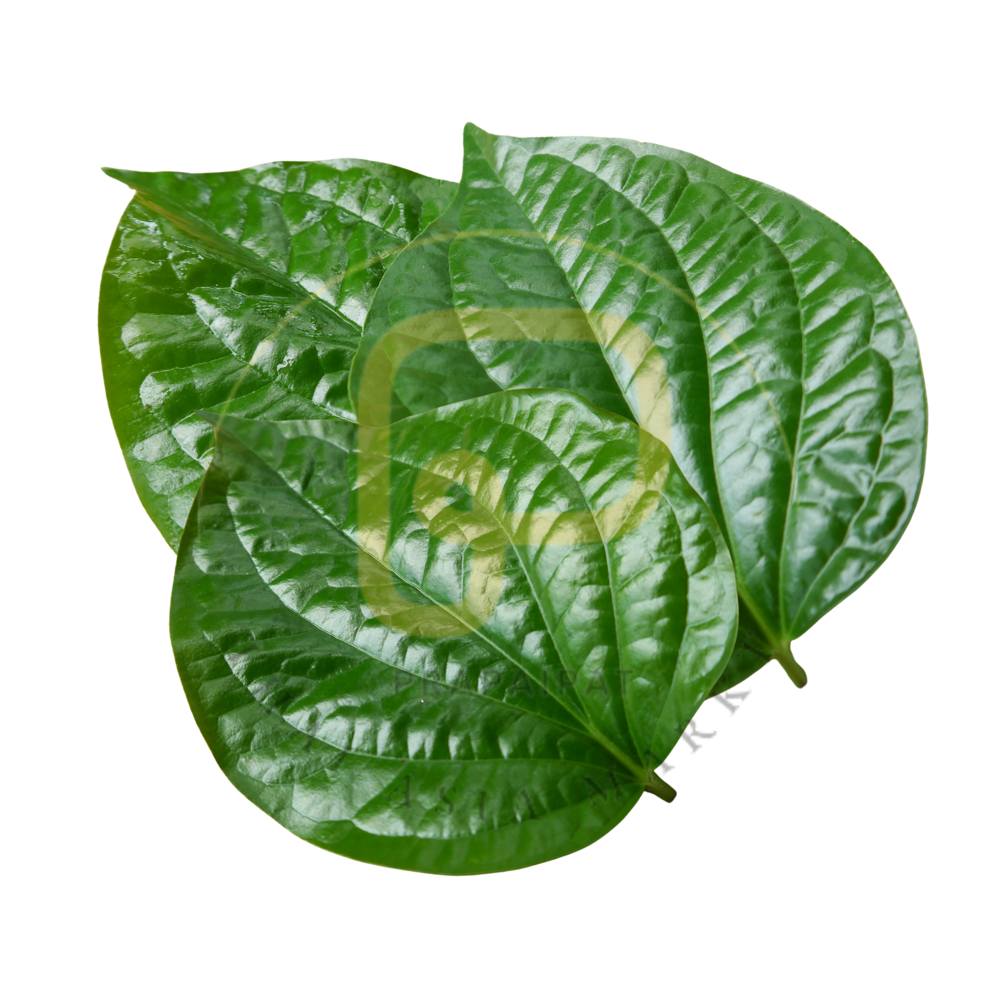 Cha Plu Leaves 100 grams ใบชะพลู