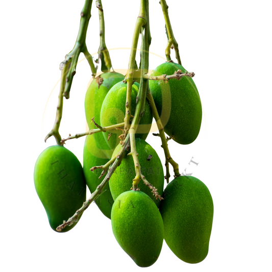 Grüne Bao-mango / Young Mango mini with Stem 500 g มะม่วงเบา