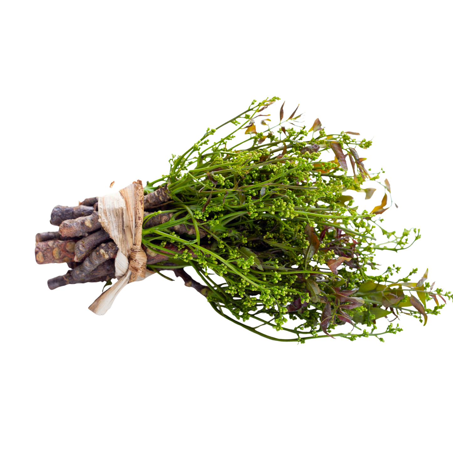 Neem Tree flower สะเดาดอก 100 กรัม