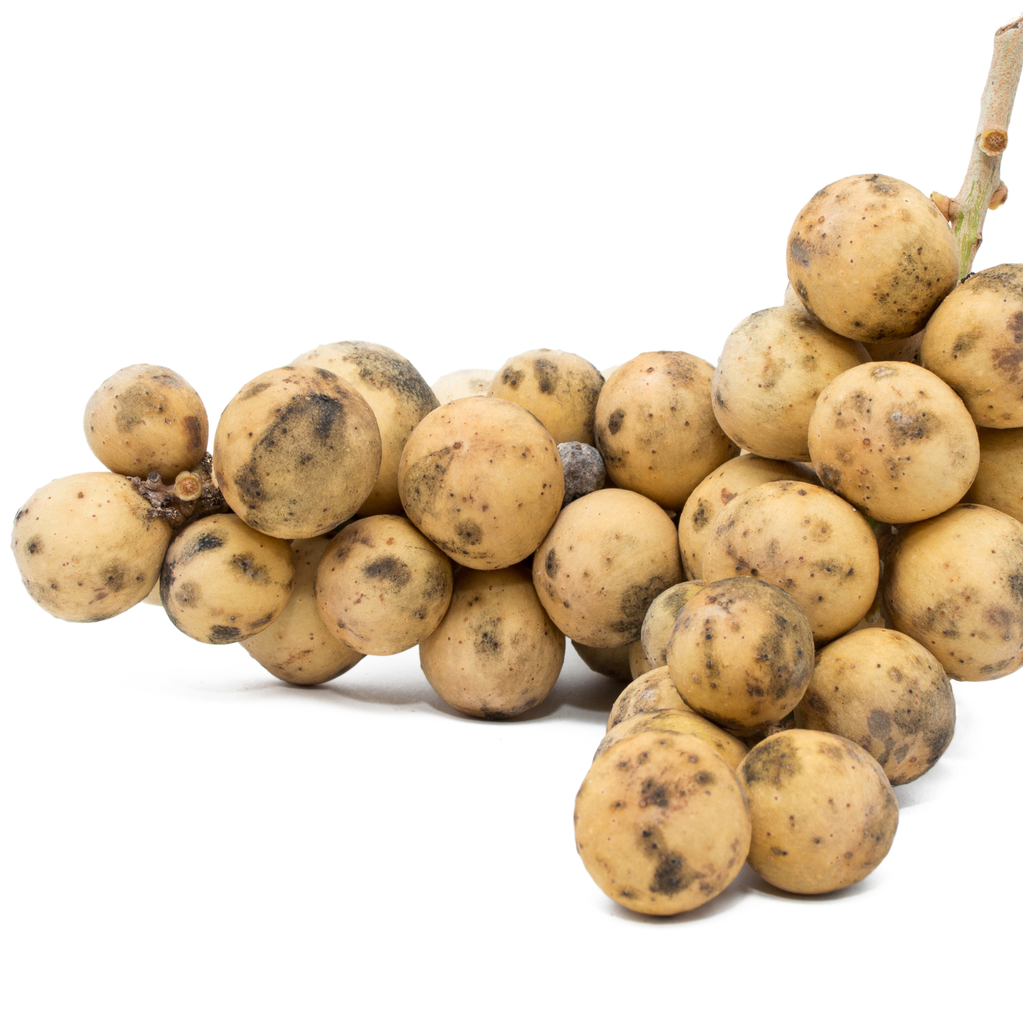 Longkong fruit ลองกองไทย 500 กรัม