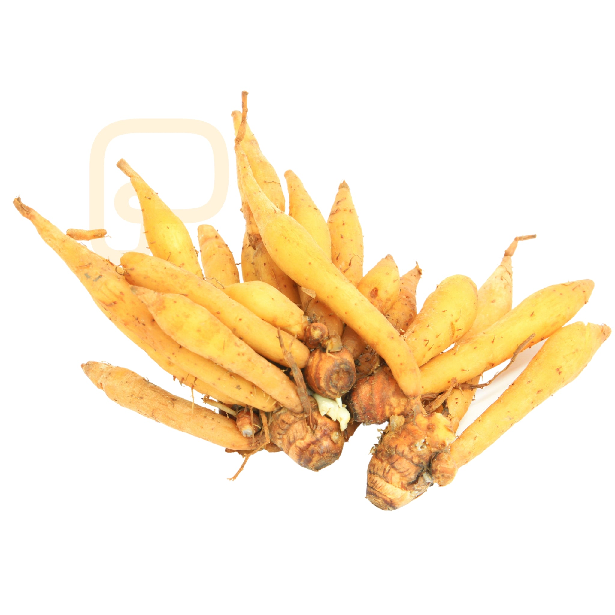 Kämpfer-Wurzel / Krachai / Fingerroot กระชาย ไทย สด 100 g