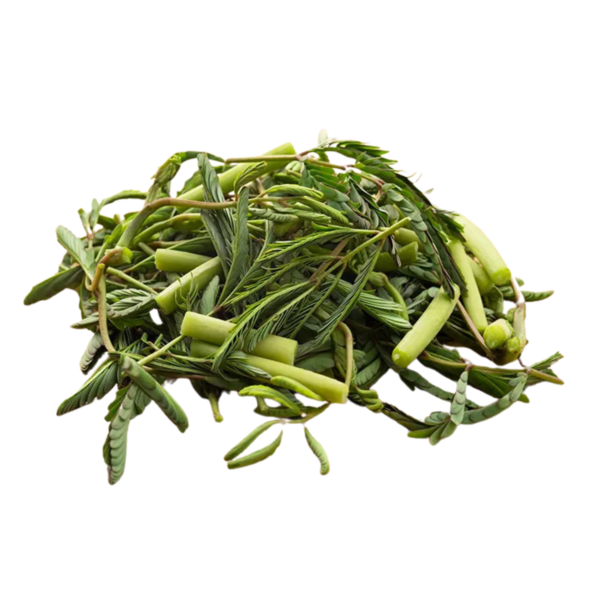 Pak Krached - Wassermimose - Water Mimosa 200 g ผักกะเฉด