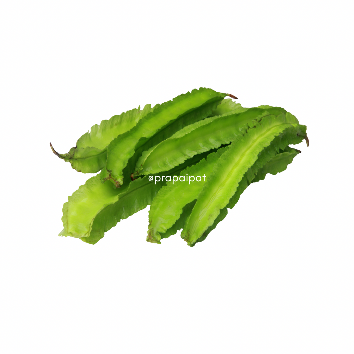 Flügelbohnen ถั่วพลู 100 g