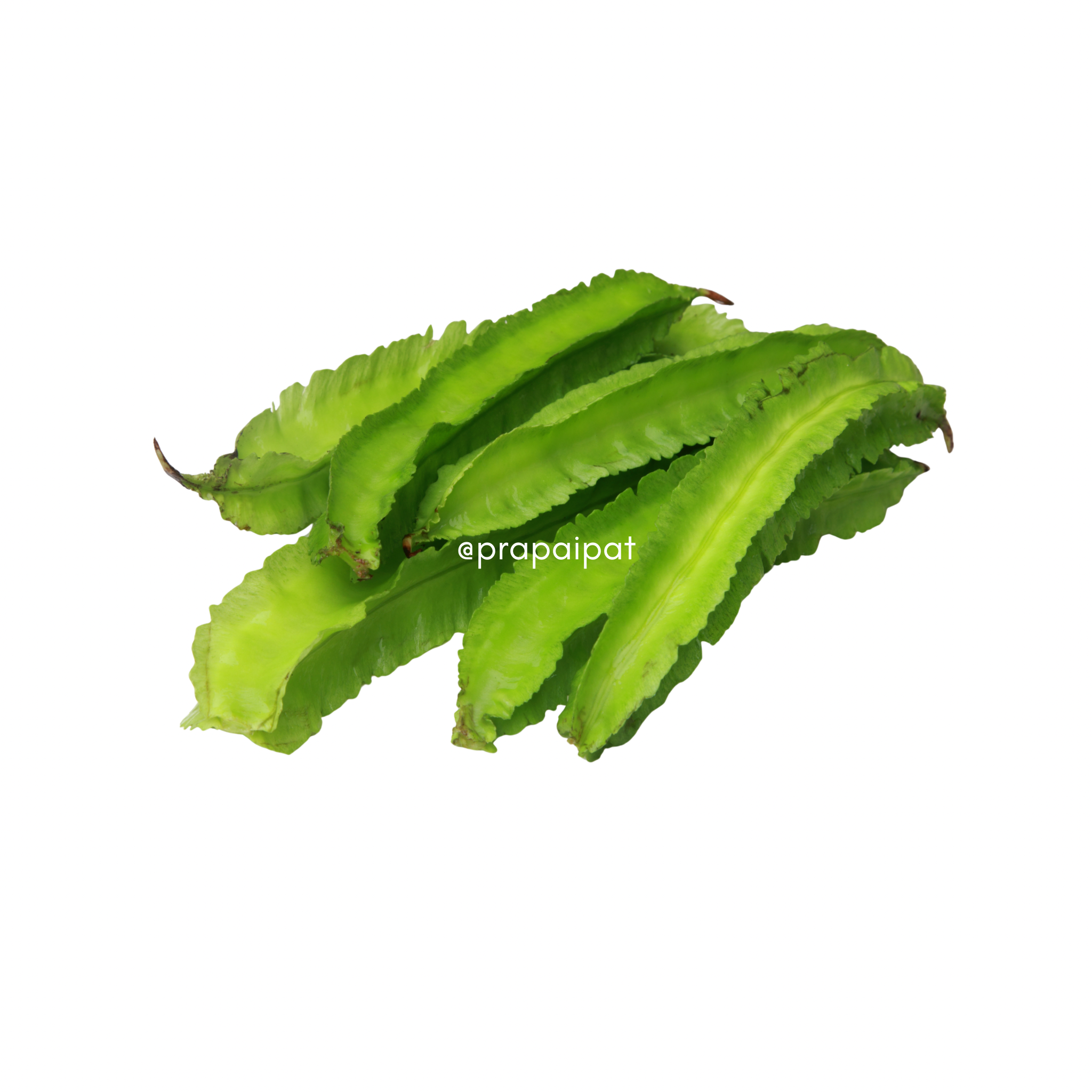 Flügelbohnen ถั่วพลู 100 g