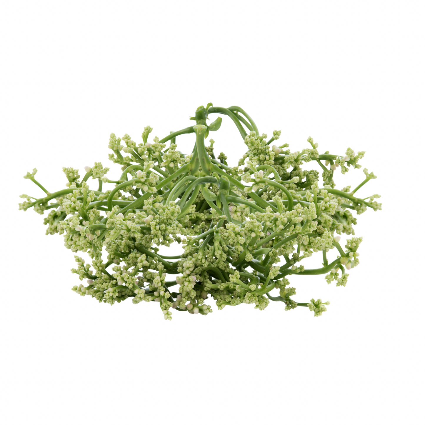 Malabarspinat-Blüte ดอกผักปลัง 100 g