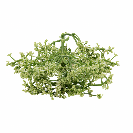 Malabarspinat-Blüte ดอกผักปลัง 100 g