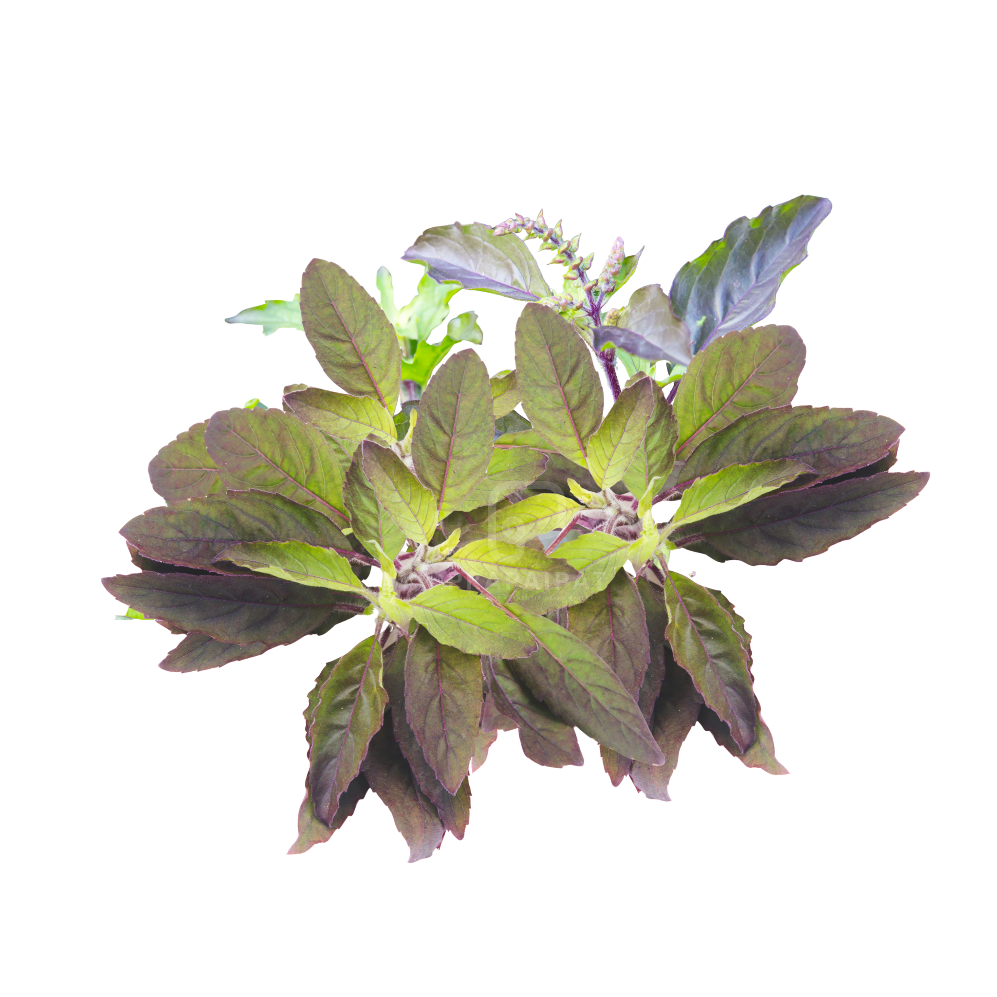 Holy Basil Red กะเพราแดง 100 g
